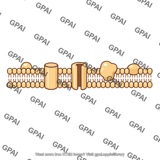 Bacterial cell membrane