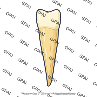 Human tooth