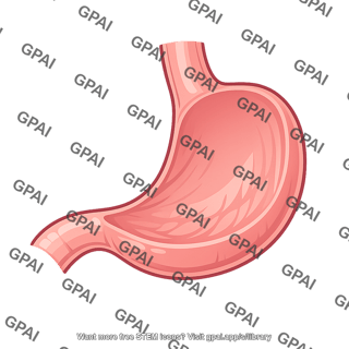 Human stomach