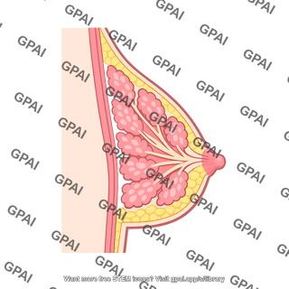 Female breast cross section