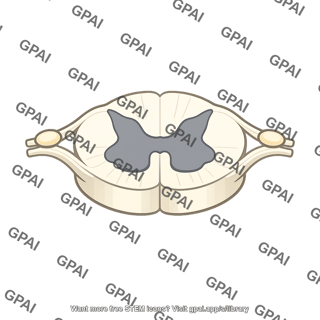 Spinal cord segment l2