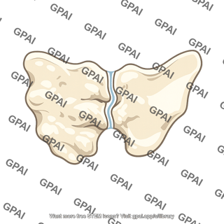 Sacroiliac joint