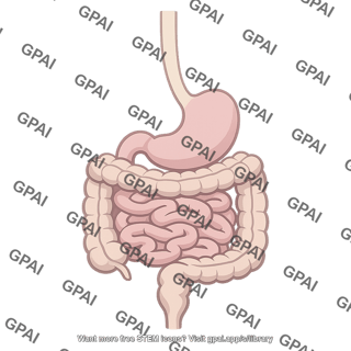 Human digestive system