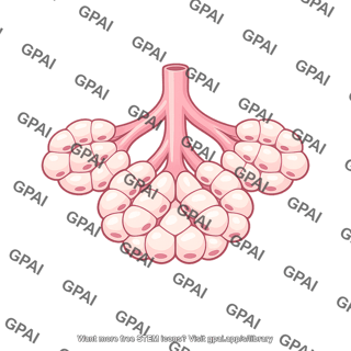 Compound mucous gland