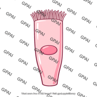 Ciliated cell