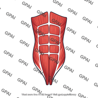 Rectus abdominis muscle