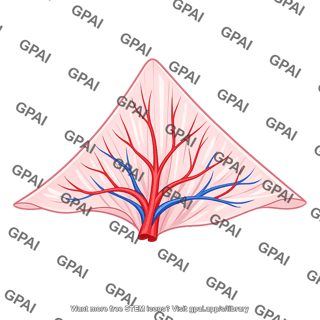 Mesentery