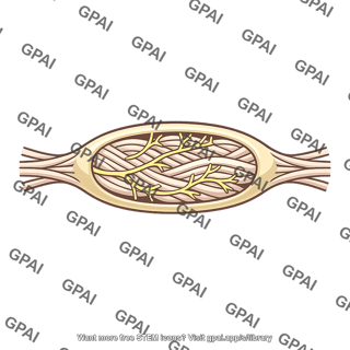 Pacinian corpuscle