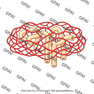 Peritubular capillaries
