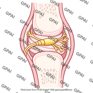 Stretch receptor joint