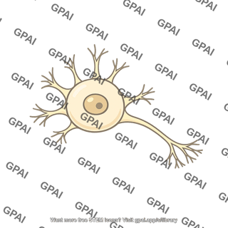 Bladder wall ganglion cell