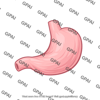 Human stomach