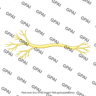 Peripheral spinal nerve