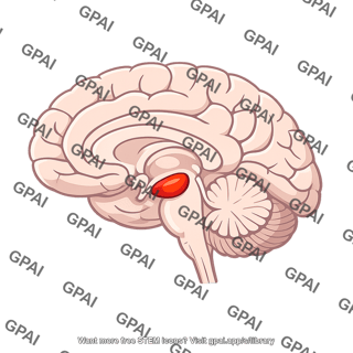 Brain feeding center