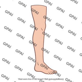 Lower extremity