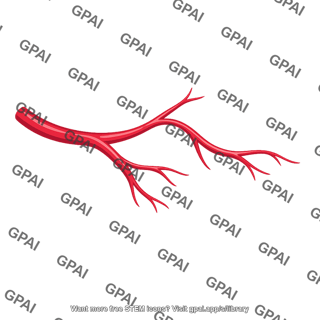 Skin blood vessel limb