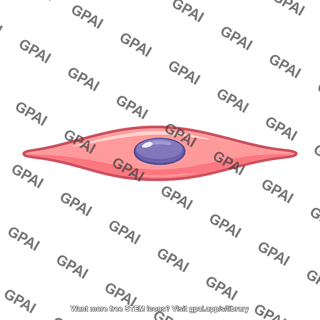 Muscle cell early