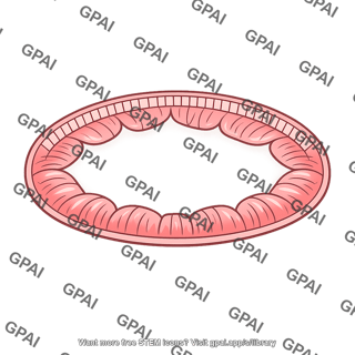 Intestinal lumen