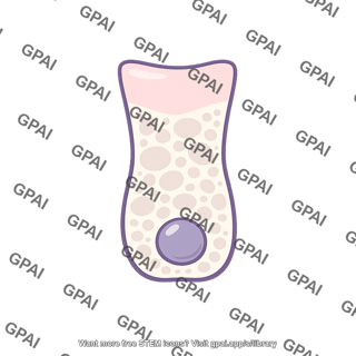 Mucous neck cell