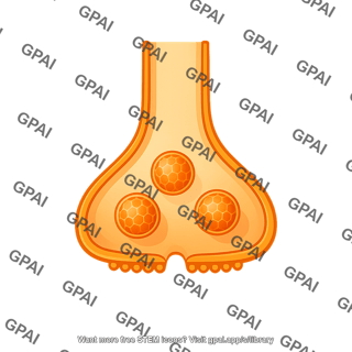Presynaptic membrane vesicle 3