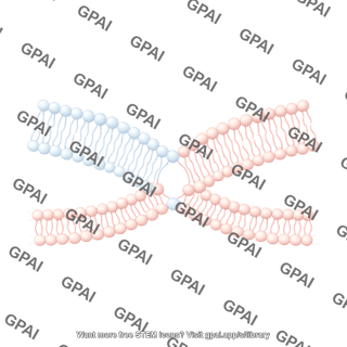 Hemifusion 2. membrane bending