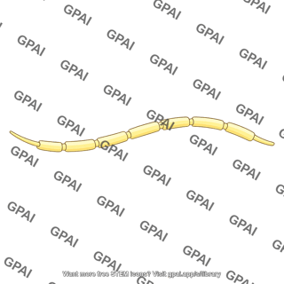 Myelinated axon