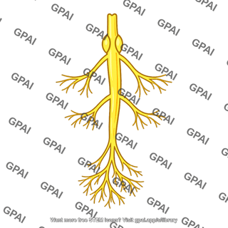 Sympathetic nerve branch