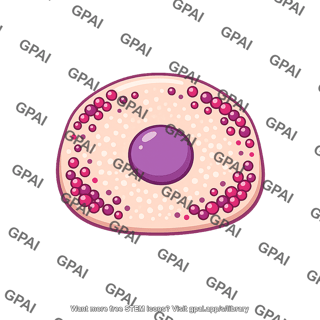 Pancreatic beta cell