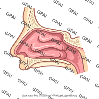 Nasal cavity