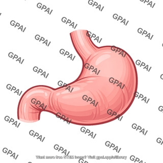 Human stomach