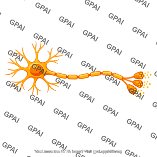 Neuron secreting acetylcholine