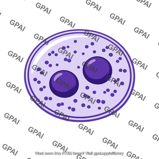 Interphase nucleus
