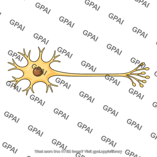 Postganglionic neuron