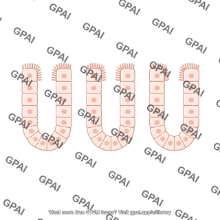 Intestinal crypt 3