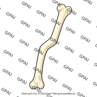 Long bone angulated