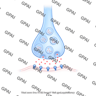 Synaptic cleft with vesicles