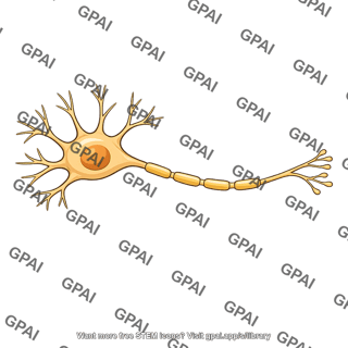 Neuron