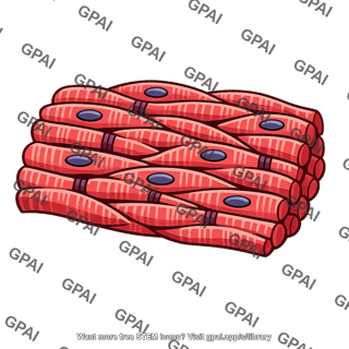 Heart muscle
