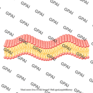 Wavy membrane bilayer long filled