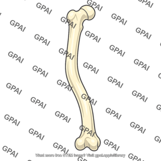Rickets bone