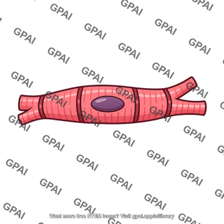 Heart muscle cell