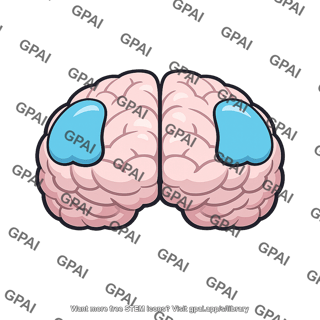 Prefrontal cortex bilateral