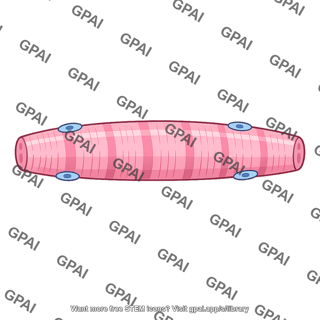 Muscle fiber type ii