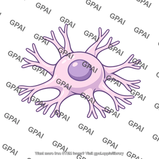 Podocyte