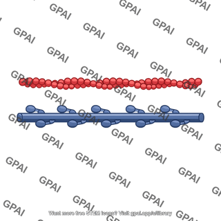 Muscle contractile protein