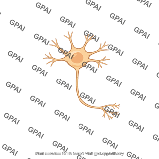 Spinal interneuron
