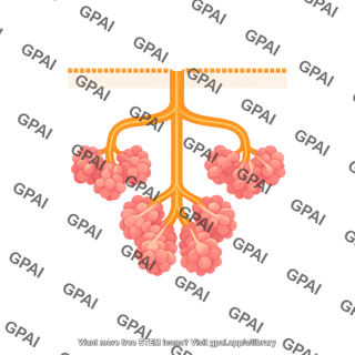 Exocrine gland compound alveolar