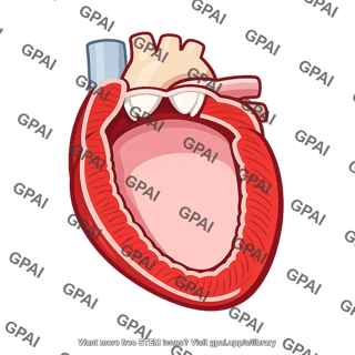Left ventricle diastole