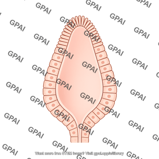 Intestinal villus leaf like