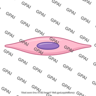 Gastrointestinal smooth muscle fiber